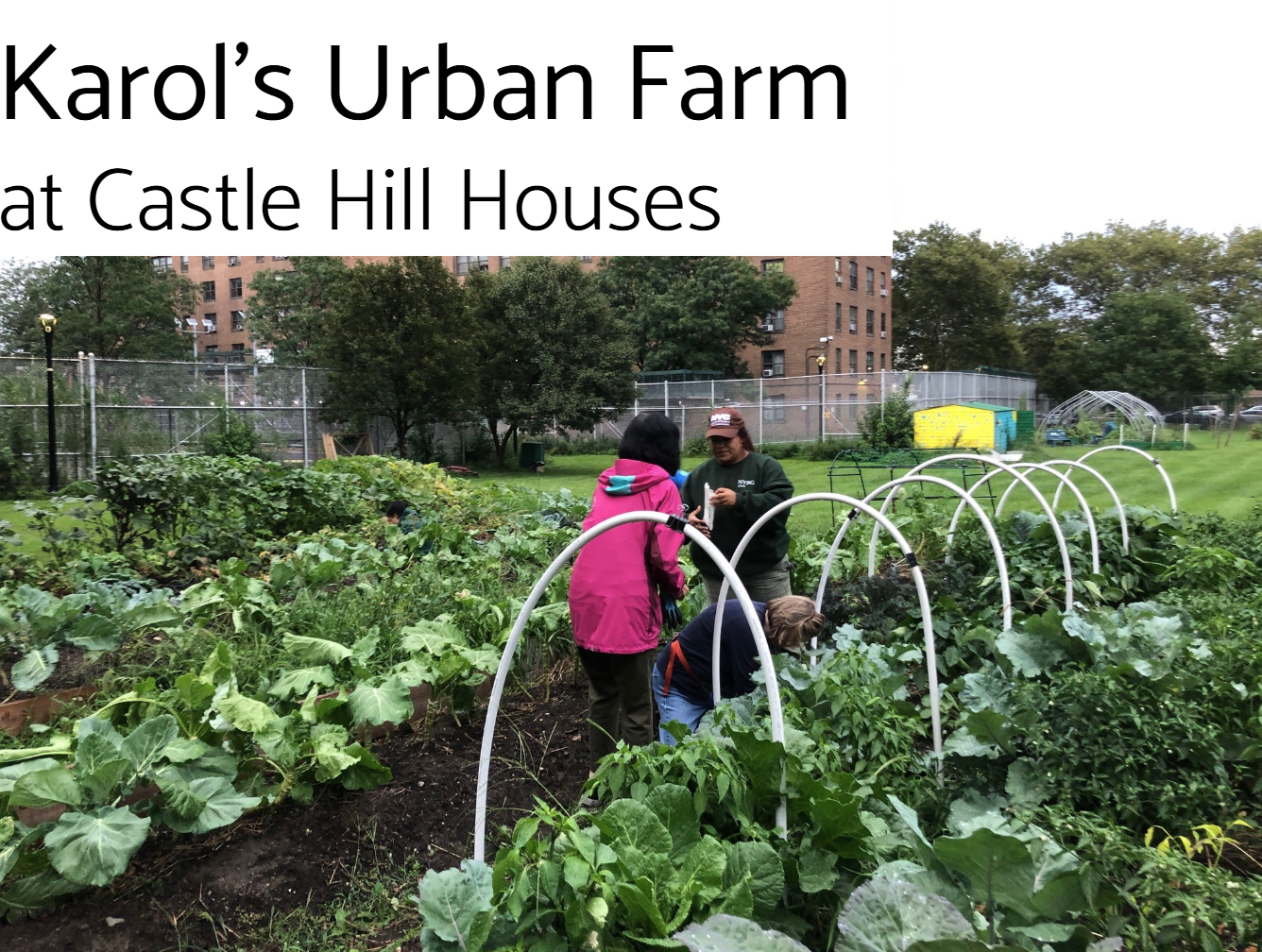 Randall's Island Urban Farm